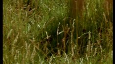 poster-1619-yoplait-yaourt-aux-fruits-le-pot-de-lait-et-le-panier-de-fraises-236x132