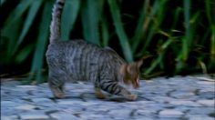 poster-16233-sonax-cat-slide-236x132