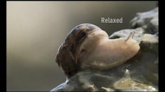 poster-16248-seat-altea-freetrack-snail-236x132