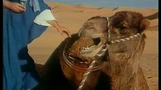 poster-1625-tropico-quand-c-est-trop-236x132