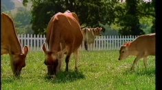 poster-1627-anchor-beurre-les-vaches-236x132