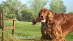 poster-16282-butcher-s-because-i-deserve-it-236x132