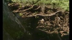 poster-16367-general-electric-ge-tree-236x132