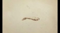 poster-16377-wwf-protection-animaux-tiger-236x132