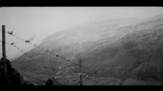 poster-16460-specsavers-collie-wobble-236x132