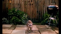 poster-16523-jays-equipe-de-baseball-les-choux-de-bruxelles-236x132