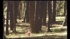 poster-16616-foxtel-bad-lassie-236x132