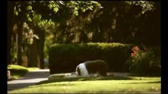 poster-16652-philips-afghan-236x132