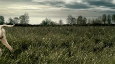 poster-16675-otrivin-nasal-spray-hounds-236x132