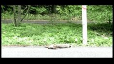 poster-16755-cphdox-international-documentary-film-festival-lilliputien-236x132