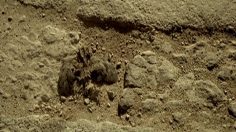 poster-16813-conn-x-the-magician-236x132