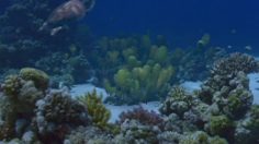 poster-16859-cadbury-spots-vs-stripes-236x132