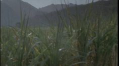 poster-16912-wangkanai-sucre-great-pretender-236x132