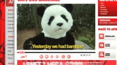 poster-17015-arnet-bamboo-236x132