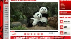 poster-17018-arnet-pregnancy-236x132