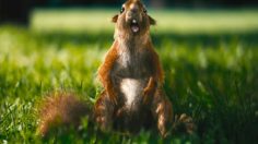 poster-17069-snickers-barre-snack-more-nuts-236x132