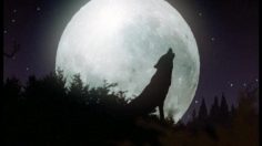 poster-17211-protection-environnement-howling-236x132