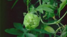 poster-17226-protection-environnement-anti-pesticide-flowers-236x132