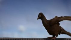 poster-17235-greenpeace-energie-durable-la-ola-236x132