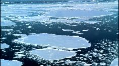 poster-17300-bbc-iplayer-penguins-236x132