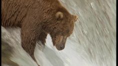 poster-17306-sky-documentary-bear-236x132