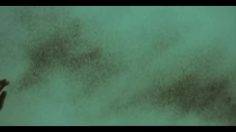 poster-17345-twinings-lady-grey-lady-grey-236x132