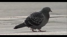 poster-17381-comviq-kontant-bicycle-236x132