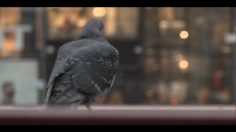 poster-17382-comviq-kontant-the-bus-236x132