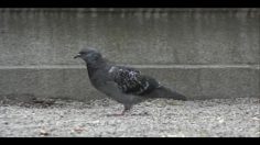 poster-17383-comviq-kontant-smooth-stone-236x132