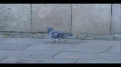 poster-17384-comviq-kontant-bumpy-236x132