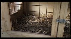 poster-17455-momax-maxi-236x132