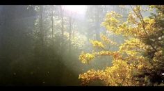 poster-17471-zimtstern-wildlife-collection-leaves-236x132