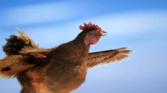 poster-17472-seat-ibiza-the-chicken-236x132