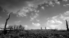 poster-17553-conn-x-16th-athens-film-festival-avant-garde-236x132