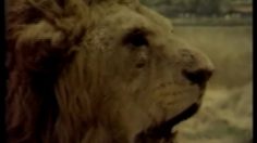 poster-1762-panasonic-panasonic-national-piles-le-robot-et-le-lion-236x132