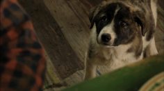 poster-17644-anim-est-international-animation-film-festival-two-shepherds-236x132