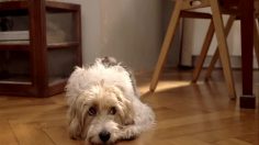 poster-17649-citterio-electric-fan-236x132