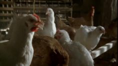 poster-17665-le-gaulois-la-marseillaise-236x132