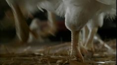 poster-17666-le-gaulois-french-cancan-236x132