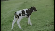 poster-17694-delta-my-mother-s-milk-236x132