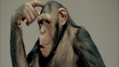 poster-17770-tele2-monkey-236x132