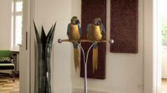 poster-17823-crest-preservatif-horny-parrots-1-236x132