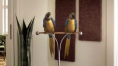 poster-17824-crest-preservatif-horny-parrots-2-236x132