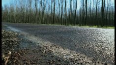 poster-17866-renault-megane-gt-hot-frog-236x132