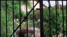 poster-17933-lotto-dog-newspaper-236x132