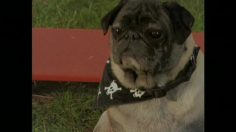 poster-18031-narub-ecole-de-dressage-canine-teaser-torres-dog-school-236x132