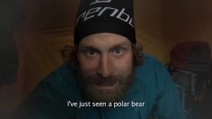 poster-18098-beerenberg-polar-bear-236x132