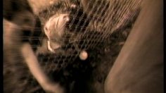 poster-1813-hydro-quebec-ange-236x132