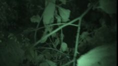 poster-18162-wwf-protection-animaux-crazy-jungle-236x132