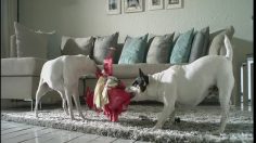 poster-18259-friskies-bag-fight-236x132